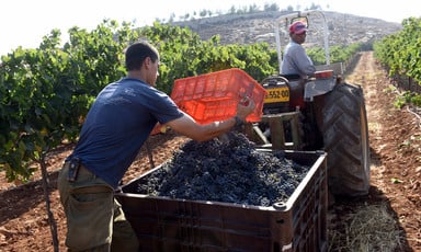 A man dumps grapes into a truck.