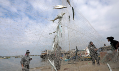 Palestinian fishers collect caught fish from their nets on the beach in Deir al-Balah