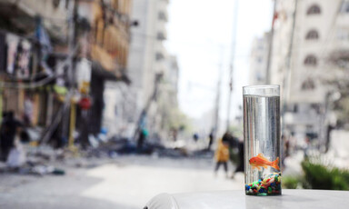 A goldfish in a glass of water on top of a car in a street