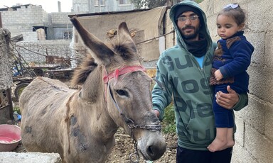 A Palestinian man in a hoodie and glasses holds his toddler-age daughter while also holding the reins of a donkey.