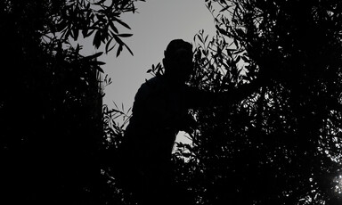 A backlit shadowed image of a man in the trees picking olives