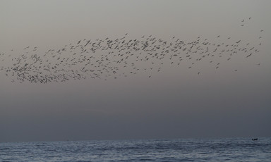 A view of a flock of birds flying during sunset at the beach in Gaza