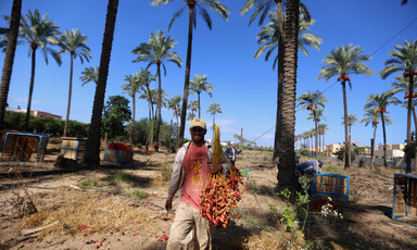 A man walks between tall palm trees