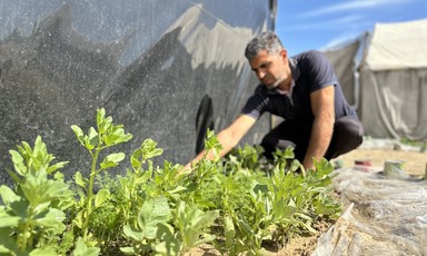 A man tends to a garden plot of sprouting green plants