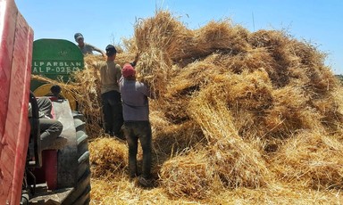 Farmers harvest wheat in Gaza 