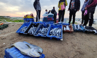 People stand around blue plastic bins containing fish