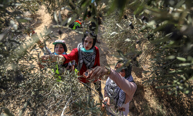 An overhead view of three women picking olives off of a tree