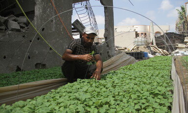 A man inspects vegetable crops