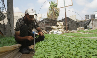 A young man wearing a baseball cap holds a seedling while kneeling next to row of leafy plants