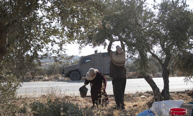 A man and woman pick olives from a tree with an Israeli jeep behind them