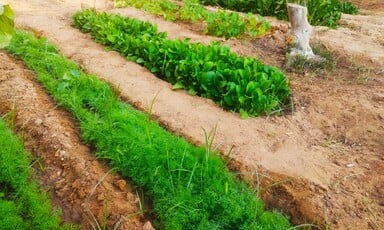 Rows of crops planted in Gaza